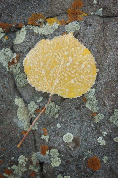 Colorado, Uncompahgre NF Rindrops on aspen leaf